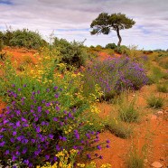 Streams in the desert